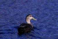 Anas rubripes - American Black Duck