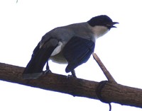 Heterophasia desgodinsi - Black-Headed Sibia
