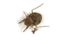 Image of: Gelastocoris oculatus (toad bug)