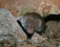 Crocidura suaveolens - Lesser Shrew