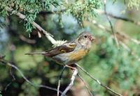 Image of: Carpodacus vinaceus (vinaceous rosefinch)