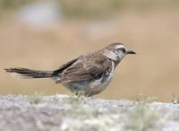 Image of: Mimus saturninus (chalk-browed mockingbird)