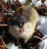 Lemmus lemmus - Norway Lemming