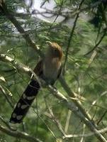 Image of: Piaya cayana (squirrel cuckoo)