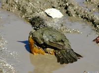 Image of: Turdus rufiventris (rufous-bellied thrush)