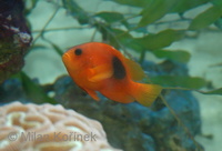 Amphiprion ephippium - Red Saddleback Anemonefish