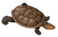 Image of: Elseya dentata (Northern Australian snapping turtle)