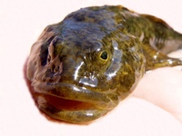 Cottus gobio - European Bullhead