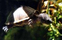 Image of: Sternotherus minor (loggerhead musk turtle)