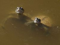 Mauremys caspica - Caspian Terrapin