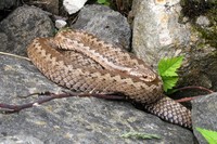 Vipera berus - Adder