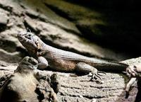 Leiocephalus carinatus - Carinate Curly-tailed Lizard