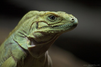 Cyclura nubila - Cuban Ground Iguana