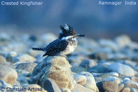 Crested Kingfisher - Megaceryle lugubris