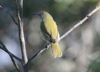 Scaly-crowned Honeyeater - Lichmera lombokia