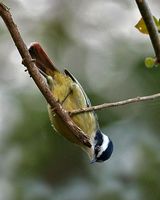 Red-tailed Minla - Minla ignotincta