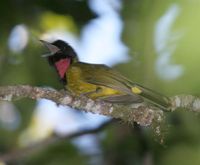 Bare-throated Whistler - Pachycephala nudigula