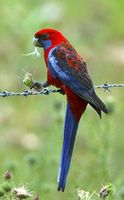 Crimson Rosella