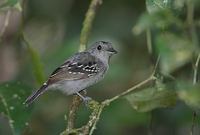 Western Slaty Antshrike (Thamnophilus atrinucha) photo