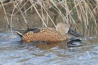 Red Shoveler - Anas platalea