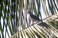 Frances' Goshawk - Accipiter francesii