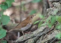 Veery (Catharus fuscescens) photo