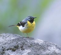 Gray Wagtail (Motacilla cinerea) photo