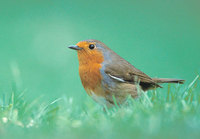 European Robin (Erithacus rubicula) photo