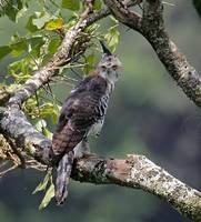Ornate Hawk-Eagle (Spizaetus ornatus) photo