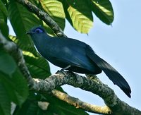 Blue Coua - Coua caerulea