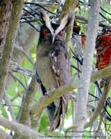 Crested Owl - Lophostrix cristata