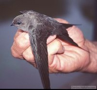 African Palm-Swift - Cypsiurus parvus