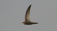 Pallid Swift - Apus pallidus