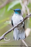 Juan Fernandez Firecrown - Sephanoides fernandensis