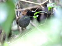 Black-faced Antthrush - Formicarius analis