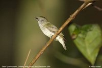 Dwarf Tyrant-Manakin - Tyranneutes stolzmanni