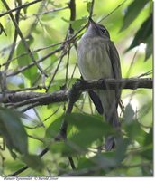 Greenish Elaenia - Myiopagis viridicata