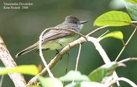 Venezuelan Flycatcher - Myiarchus venezuelensis