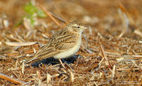 Greater Short-toed Lark - Calandrella brachydactyla