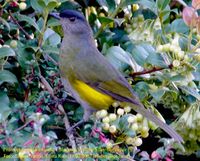 Black-and-yellow Silky-flycatcher - Phainoptila melanoxantha