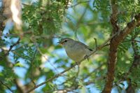 Madagascar Brush-Warbler - Nesillas typica