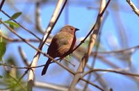 Jameson's Firefinch - Lagonosticta rhodopareia