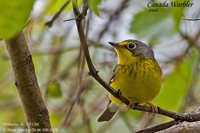 Canada Warbler - Wilsonia canadensis