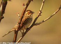 Little Bunting - Emberiza pusilla