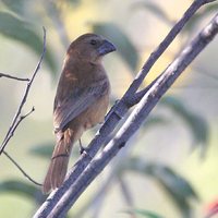 Ultramarine Grosbeak - Cyanocompsa brissonii