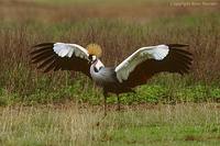 Crowned Crane