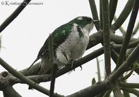 Klaas's Cuckoo (Chrysococcyx klaas)