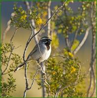 Black-throated Sparrow in Organ Pipe NM