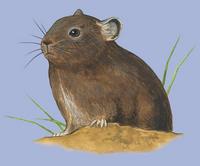 Image of: Ochotona cansus (Gansu pika)