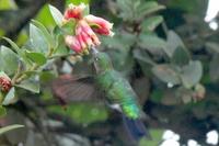 Glowing Puffleg